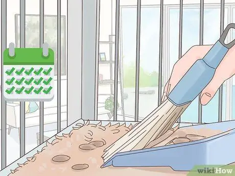 Уход за абиссинскими морскими свинками Шаг 10