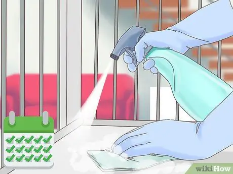 Уход за абиссинскими морскими свинками Шаг 11