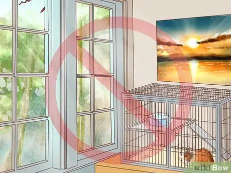 Уход за абиссинскими морскими свинками Шаг 4