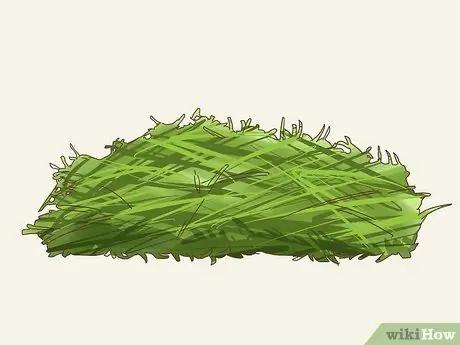 Уход за абиссинскими морскими свинками Шаг 6