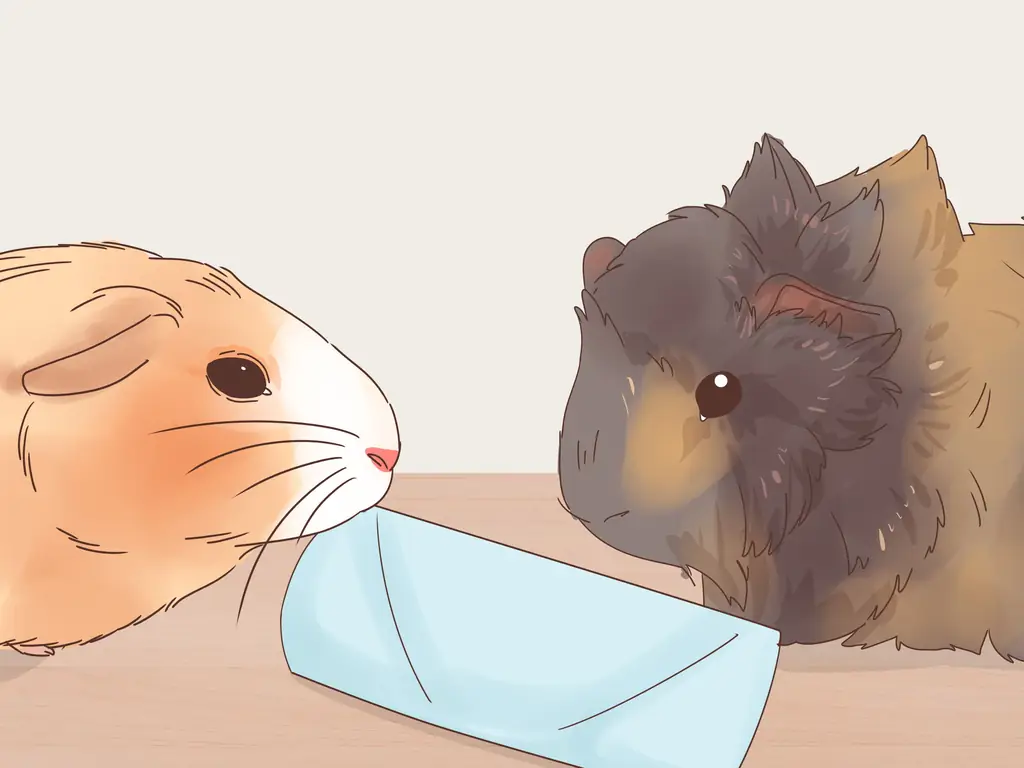 4 способа ухода за абиссинскими морскими свинками