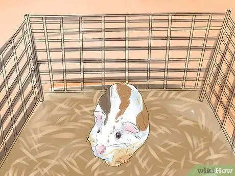 Предотвращение образования камней в мочевом пузыре у морских свинок Шаг 1