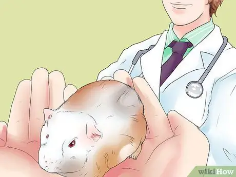 Предотвращение образования камней в мочевом пузыре у морских свинок Шаг 10