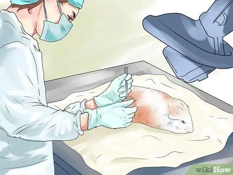 Предотвращение образования камней в мочевом пузыре у морских свинок Шаг 11