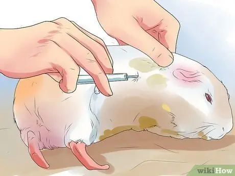 Предотвращение образования камней в мочевом пузыре у морских свинок Шаг 12