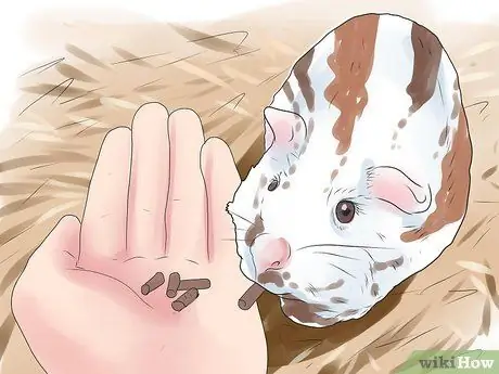 Предотвращение образования камней в мочевом пузыре у морских свинок Шаг 2