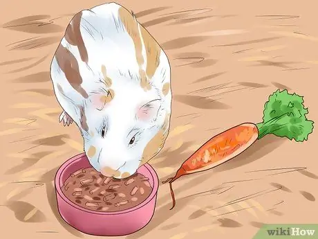 Предотвращение образования камней в мочевом пузыре у морских свинок Шаг 3