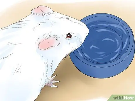 Предотвращение образования камней в мочевом пузыре у морских свинок Шаг 4