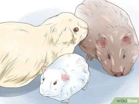 Предотвращение образования камней в мочевом пузыре у морских свинок Шаг 5