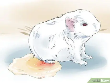Предотвращение образования камней в мочевом пузыре у морских свинок Шаг 6