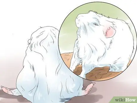 Предотвращение образования камней в мочевом пузыре у морских свинок Шаг 7