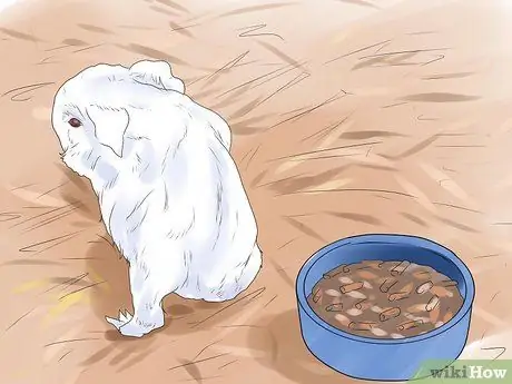 Предотвращение образования камней в мочевом пузыре у морских свинок Шаг 8