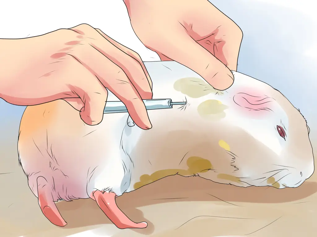 3 способа предотвратить образование камней в мочевом пузыре у морских свинок