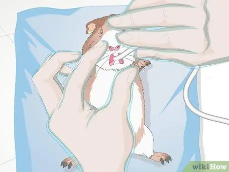 Лечить желудочно-кишечные проблемы у морских свинок Шаг 13