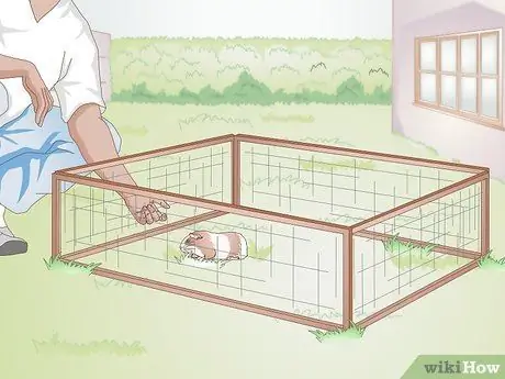 Лечить желудочно-кишечные проблемы у морских свинок Шаг 15