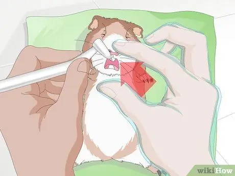 Лечить желудочно-кишечные проблемы у морских свинок Шаг 16