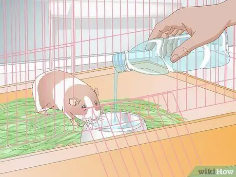 Лечить желудочно-кишечные проблемы у морских свинок Шаг 3