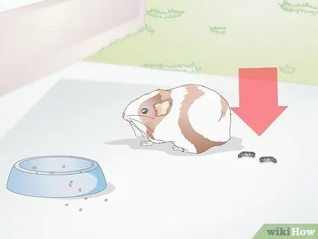 Лечить желудочно-кишечные проблемы у морских свинок Шаг 8