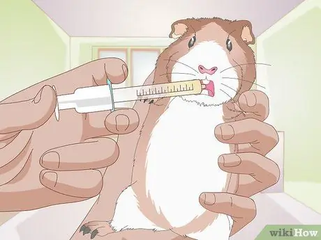 Лечить желудочно-кишечные проблемы у морских свинок Шаг 9