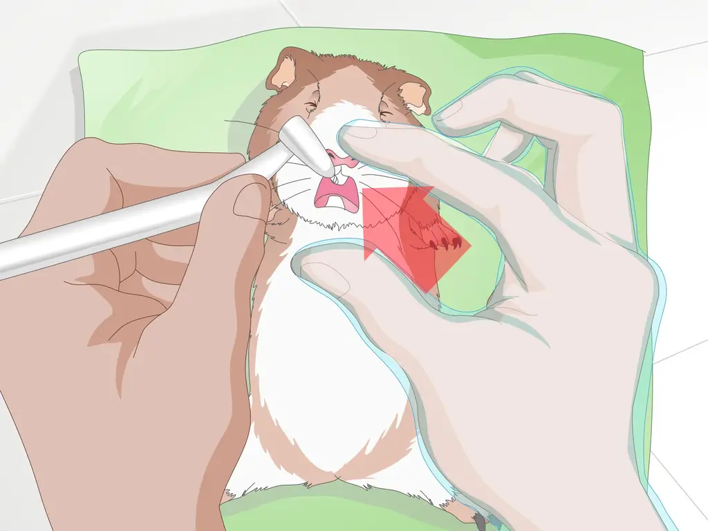 3 способа лечения желудочно-кишечных проблем у морских свинок