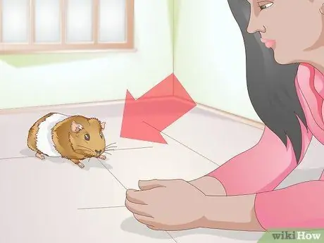 Точечные язвы на ногах у морских свинок Шаг 1