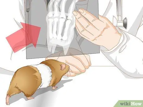 Точечные язвы на ногах у морских свинок Шаг 11