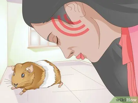 Точечные язвы на ногах у морских свинок Шаг 2