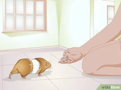 Точечные язвы на ногах у морских свинок Шаг 3