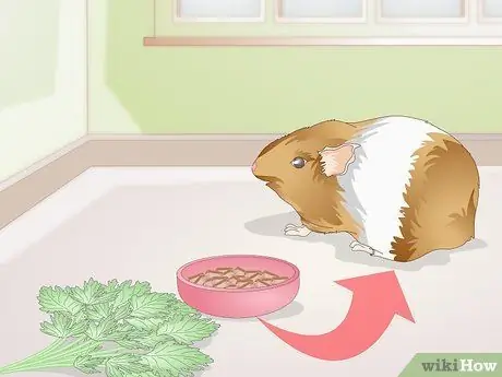 Точечные язвы на ногах у морских свинок Шаг 4