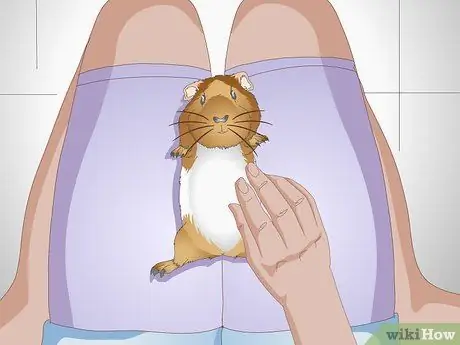 Точечные язвы на ногах у морских свинок Шаг 5