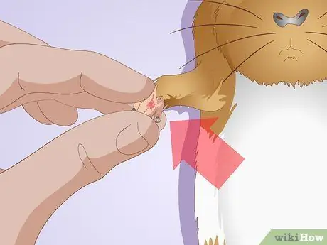 Точечные язвы на ногах у морских свинок Шаг 7