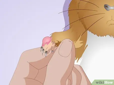 Точечные язвы на ногах у морских свинок Шаг 8