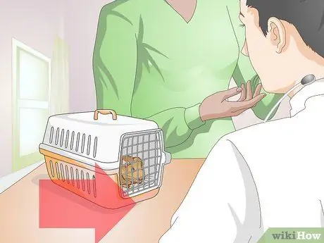 Точечные язвы на ногах у морских свинок Шаг 9