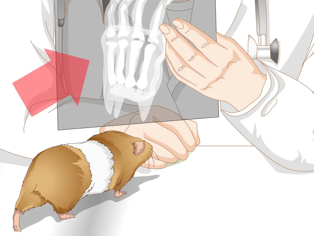 Как обнаружить язвы на ногах у морских свинок: 11 шагов (с иллюстрациями)