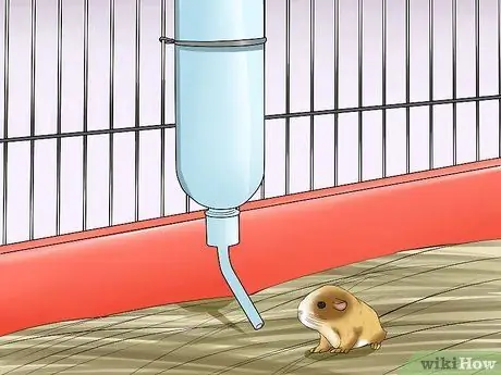 Позаботьтесь о морской свинке с младенцами Шаг 10