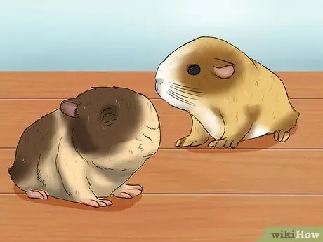 Позаботьтесь о морской свинке с младенцами Шаг 13