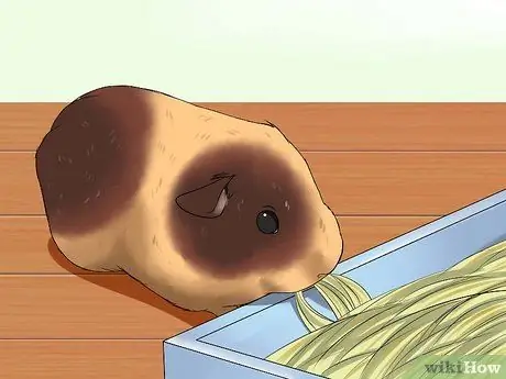 Позаботьтесь о морской свинке с младенцами, шаг 2