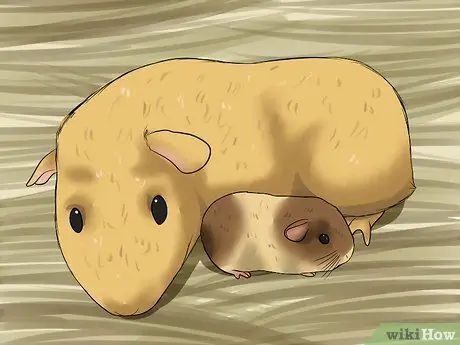 Позаботьтесь о морской свинке с младенцами Шаг 6