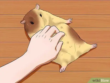 Позаботьтесь о морской свинке с младенцами Шаг 8