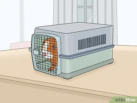 Уход за морской свинкой после стерилизации Шаг 1