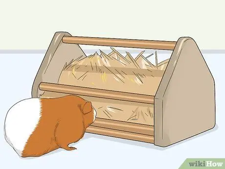 Уход за морской свинкой после стерилизации Шаг 5