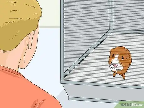 Уход за морской свинкой после стерилизации Шаг 7