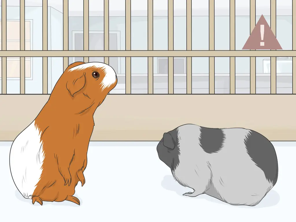 Как ухаживать за морской свинкой после стерилизации: 8 шагов