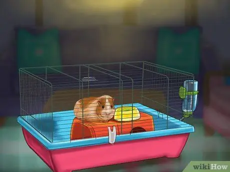 Предотвратить проблемы с кожей у морских свинок Шаг 4