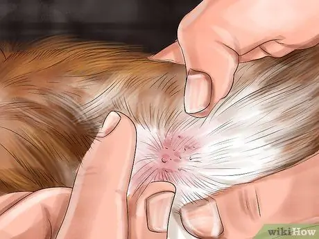 Предотвратить проблемы с кожей у морских свинок Шаг 5