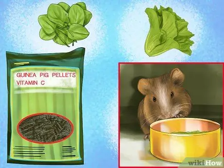 Предотвратить проблемы с кожей у морских свинок Шаг 9