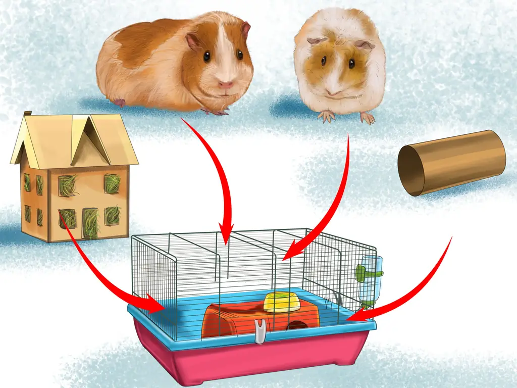 3 способа предотвратить проблемы с кожей у морских свинок