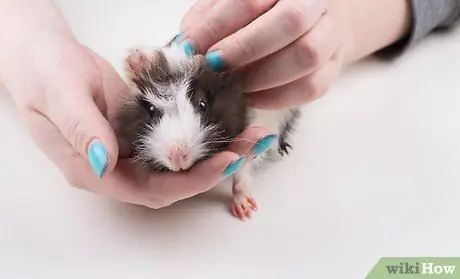 Найдите ветеринара для своей морской свинки Шаг 5