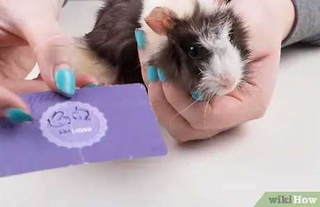 Найдите ветеринара для своей морской свинки Шаг 6