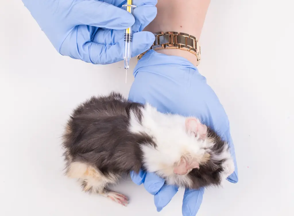 Как найти ветеринара для морской свинки: 10 шагов (с иллюстрациями)